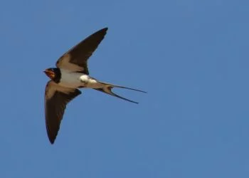 Som svalen vi flyver mod lyset, skriver Poul Jansen. Foto: Pixabay.
