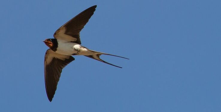 Som svalen vi flyver mod lyset, skriver Poul Jansen. Foto: Pixabay.