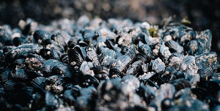 Blåmuslinger. Foto: Arkiv.