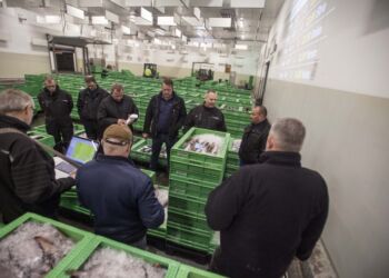 Fiskeauktion i Hirtshals. Foto: Arkiv.