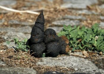 Hundelort, hvis nogen skulle være i tvivl. Foto: Pixabay.