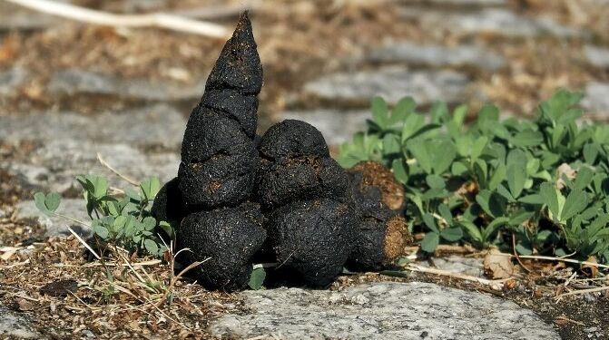 Hundelort, hvis nogen skulle være i tvivl. Foto: Pixabay.