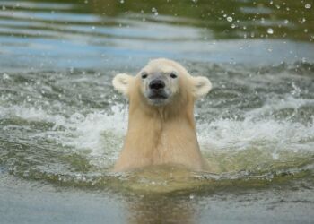 Foto: Skandinavisk Dyrepark.