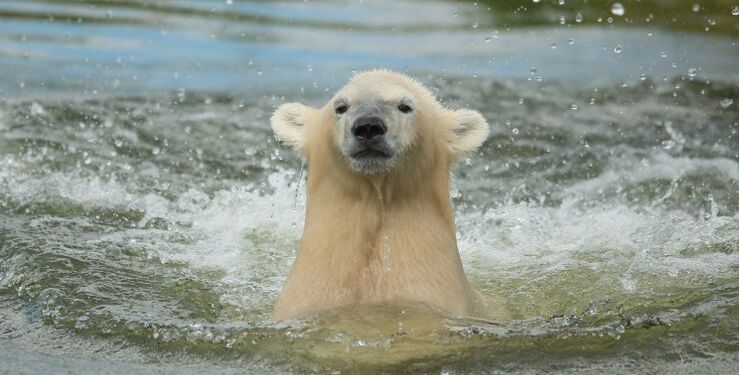 Foto: Skandinavisk Dyrepark.