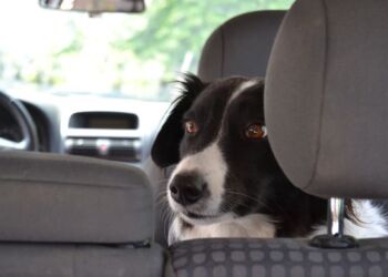 Dyrenes Beskyttelse fraråder hvert år, at hunde efterlades i biler om sommeren, også selv om det kun drejer sig om kort tid. Desværre er der stadig mange, som lader hunden sidde i bilen når det er varmt. Det kan dog have fatale konsekvenser. Foto: Pixabay.