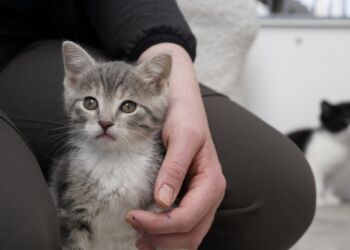 Thomas Degner (03-05-2021): Reserveret til bærende lanceringscase i Sommerven 2021. Billederne må KUN bruge i forbindelse med dette.