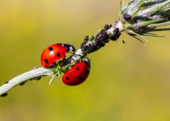 Forskellige planter tiltrækker forskellige insekter. Er der problemer med lus, kan eksempelvis mynte tiltrække insekter som mariehøns, der æder lusene. Samtidig kan roser, der ofte angribes af lus, tiltrække flyvende insekter der styrker podningen. En stor diversitet i væksthusets planter kan på den måde styrke de gode synergier planterne imellem.