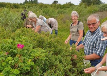 Bjesklaugets flittige folk i Kjul.