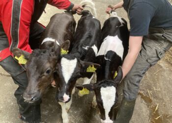 Trillingerne er ikke lette at styre til en fotosession, men det lykkedes heldigvis.