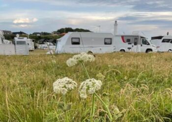 Bjørneklo på Leret i Hirtshals. Foto: Inger Mortensen.