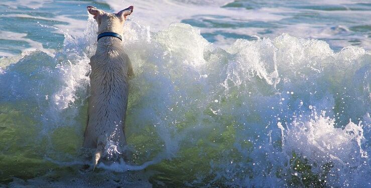 Snart må hunden være løs på stranden -