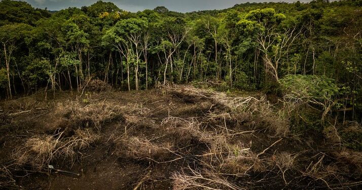 Det enorme forbrug af naturressourcer skyldes blandt andet massiv skovrydning i Amazonas. Foto: Luis Barreto / WWF.