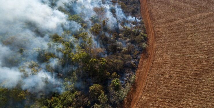 Foto: Andre Dib / WWF.