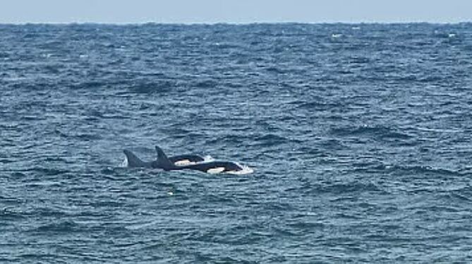 Billedet er fra 3. april 2021, hvor spækhuggere også blev spottet af ornitologer ved Grenen Fuglestation. Foto: Erik Christophersen/Grenen Fuglestation.