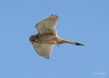 Foto: Chris Poulsen.