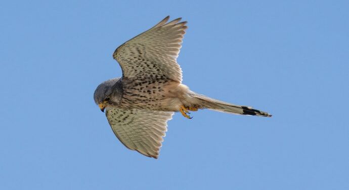 Foto: Chris Poulsen.