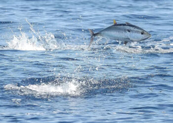 Foto (arkiv): WWF & DTU Aqua.