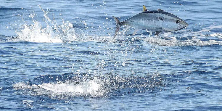 Foto (arkiv): WWF & DTU Aqua.