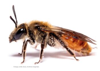 Foto: Peder Størup.