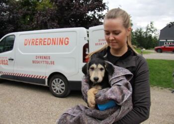 9 hvalpe og 10 voksne hunde blev via frugtbart samarbejde reddet fra en hård skæbne. Her ses en af hvalpene ved ankomsten til Nordjyllands Internat. Foto: Dyrenes Beskyttelse.
