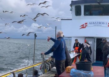 Lystfiskeri til søs med Albatros. Foto (arkiv): Niels Skipper