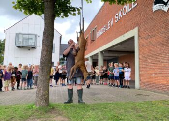 Naturen indgår aktivt i undervisningen på Bindslev Skole, men sådan er det desværre ikke for alle børn i Danmark. Her er det et trafikdræbt rådyr  på den lokale skole. Foto: Arkiv.