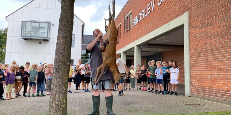 Naturen indgår aktivt i undervisningen på Bindslev Skole, men sådan er det desværre ikke for alle børn i Danmark. Her er det et trafikdræbt rådyr på den lokale skole. Foto: Arkiv.