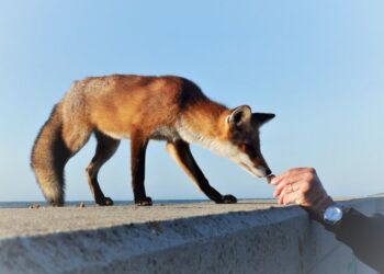 Foto: Preben Andersen.