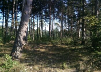 Fredskov i Lilleheden Klitplantage. Foto: Arkiv.