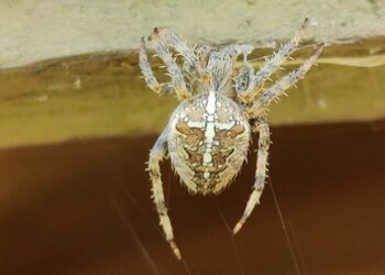 Dette xemplar er set vente på bussen et sted ved hovedvejen mellem Hjørring og Sindal... Foto: Elling.