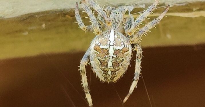 Dette xemplar er set vente på bussen et sted ved hovedvejen mellem Hjørring og Sindal... Foto: Elling.