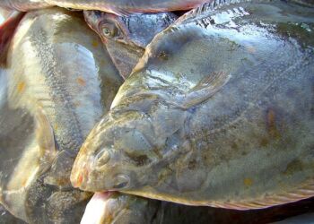 Rødspætter: Foto: Pixabay.