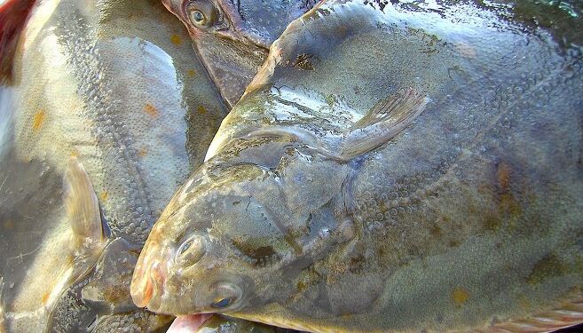 Rødspætter: Foto: Pixabay.