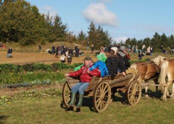 Kartoffeldag i Mosbjerg. Foto: Arkiv.