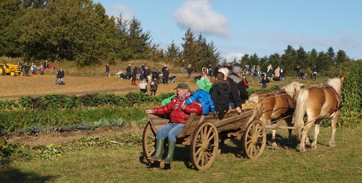 Kartoffeldag i Mosbjerg. Foto: Arkiv.