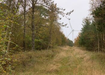 Lilleheden Klitplantage med udsigt til en af møllerne hos Hirtshals Havnefond. Foto: (arkiv): Niels Skipper.