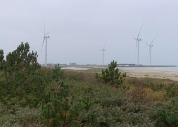 Hirtshals Havnefonds store møller set fra Lilleheden Klitplantage. Foto (arkiv): Niels Skipper.