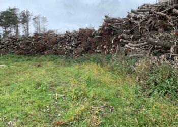 Træfældning i Lilleheden Klitplantage øst for Hirtshals. Foto: Arkiv.