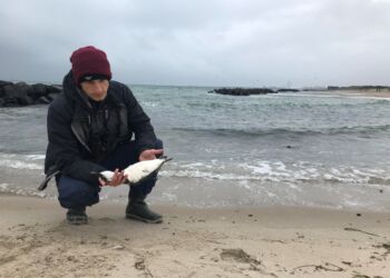 Frivillig på Skagen Fuglestation Robbie Lawler med en død lomvie, der er indsamlet til senere analyse for dødsårsag. Foto: Skagen Fuglestation.