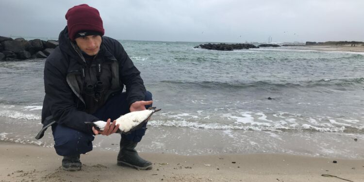 Frivillig på Skagen Fuglestation Robbie Lawler med en død lomvie, der er indsamlet til senere analyse for dødsårsag. Foto: Skagen Fuglestation.