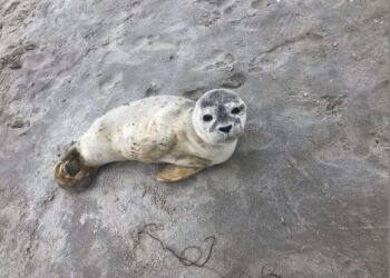 Antallet af opkald til Dyrenes Beskyttelses Vagtcentral 1812 stiger altid markant i ferierne. Specielt sæler som opholder sig alene på stranden, giver anledning til mange opkald, men sælerne er sjældent i nød, bare fordi de er alene.