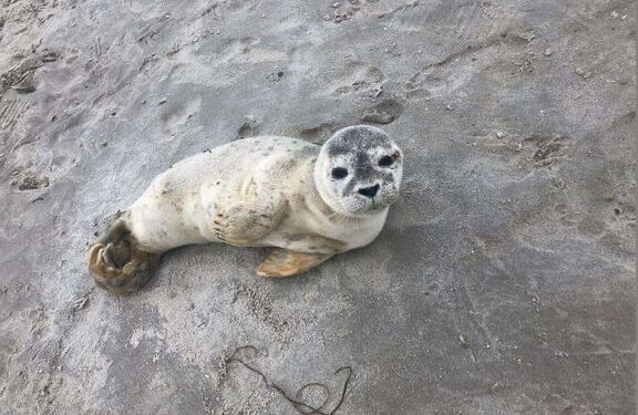 Antallet af opkald til Dyrenes Beskyttelses Vagtcentral 1812 stiger altid markant i ferierne. Specielt sæler som opholder sig alene på stranden, giver anledning til mange opkald, men sælerne er sjældent i nød, bare fordi de er alene.