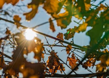 Efterår. Foto: Elling.