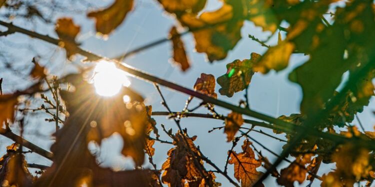 Efterår. Foto: Elling.