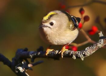 Fuglekonge foreviget ovenfor fisketrappen i Bindslev. Foto: Frank Abildgaard Sørensen.