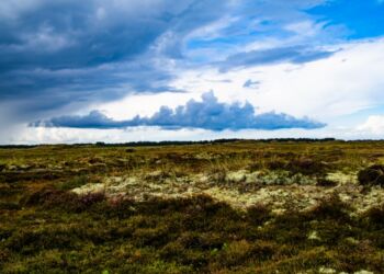 Foto (arkiv): Elling.