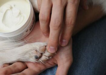 Når temperaturen rammer frysepunktet, bliver vejene saltet. Dette afhjælper glatte veje, men vejsalt er en smertefuld oplevelse for hunden. Dyrenes Beskyttelse opfordrer derfor til at smøre hundens trædepuder med potevoks inden gåturen. Foto: Dyrenes Beskyttelse.