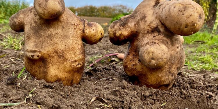 Hr. og fru. KArtoffel i Mosbjerg. Foto: VHM.