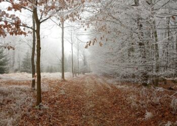 Foto (arkiv): Pixabay.