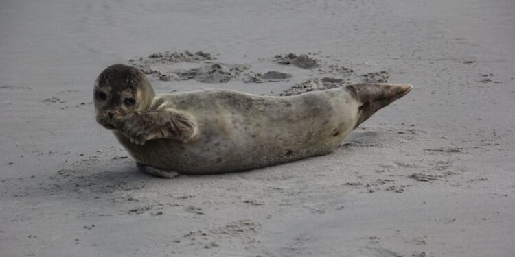 Foto: Paw Brogaard Pedersen.